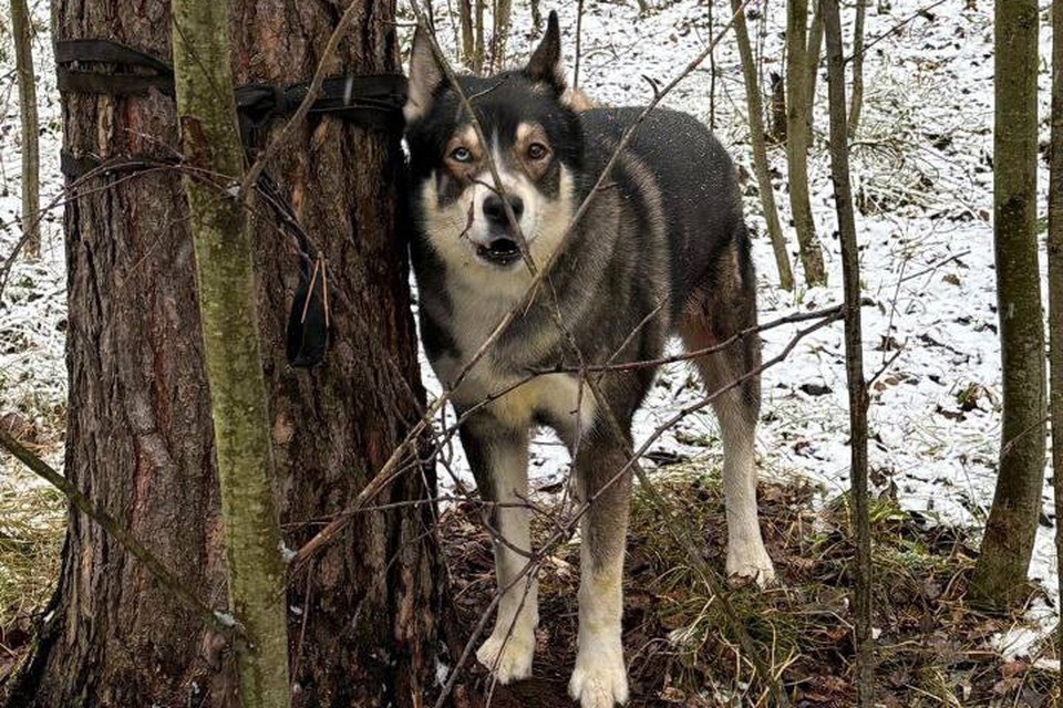    Раненую собаку буквально приговорили к смерти, намертво привязав к дереву. Фото: Зоопатруль НН