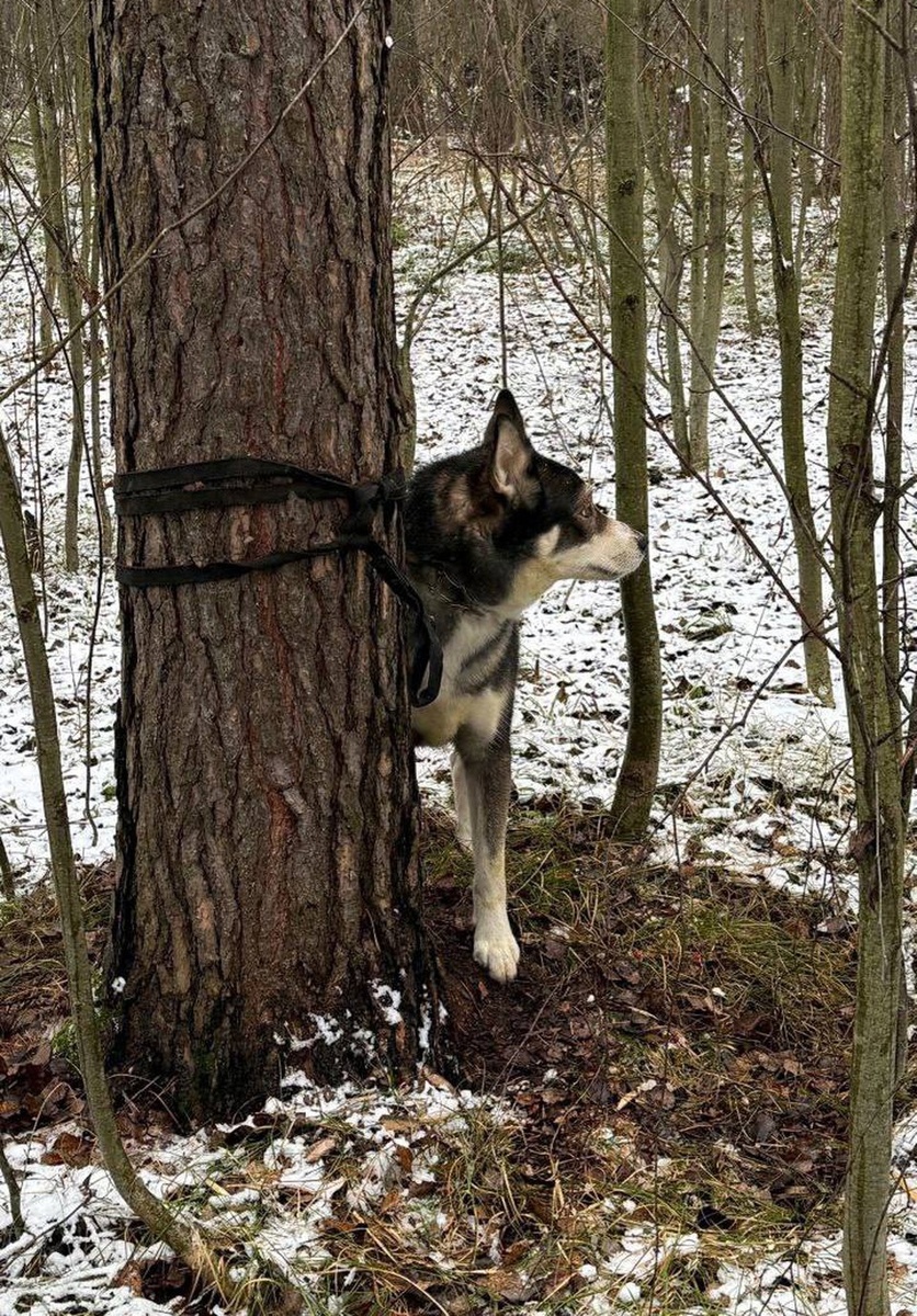    Веревка, которой привязали Рафа, практически не оставляла возможности двигаться. Фото: Зоопатруль НН