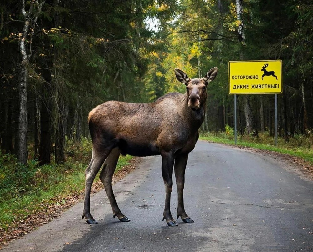    Более 30 человек получили травмы в ДТП с животными в Нижегородской области