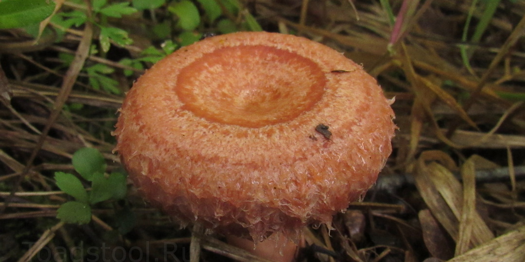 А давайте просто поговорим о волнушках?