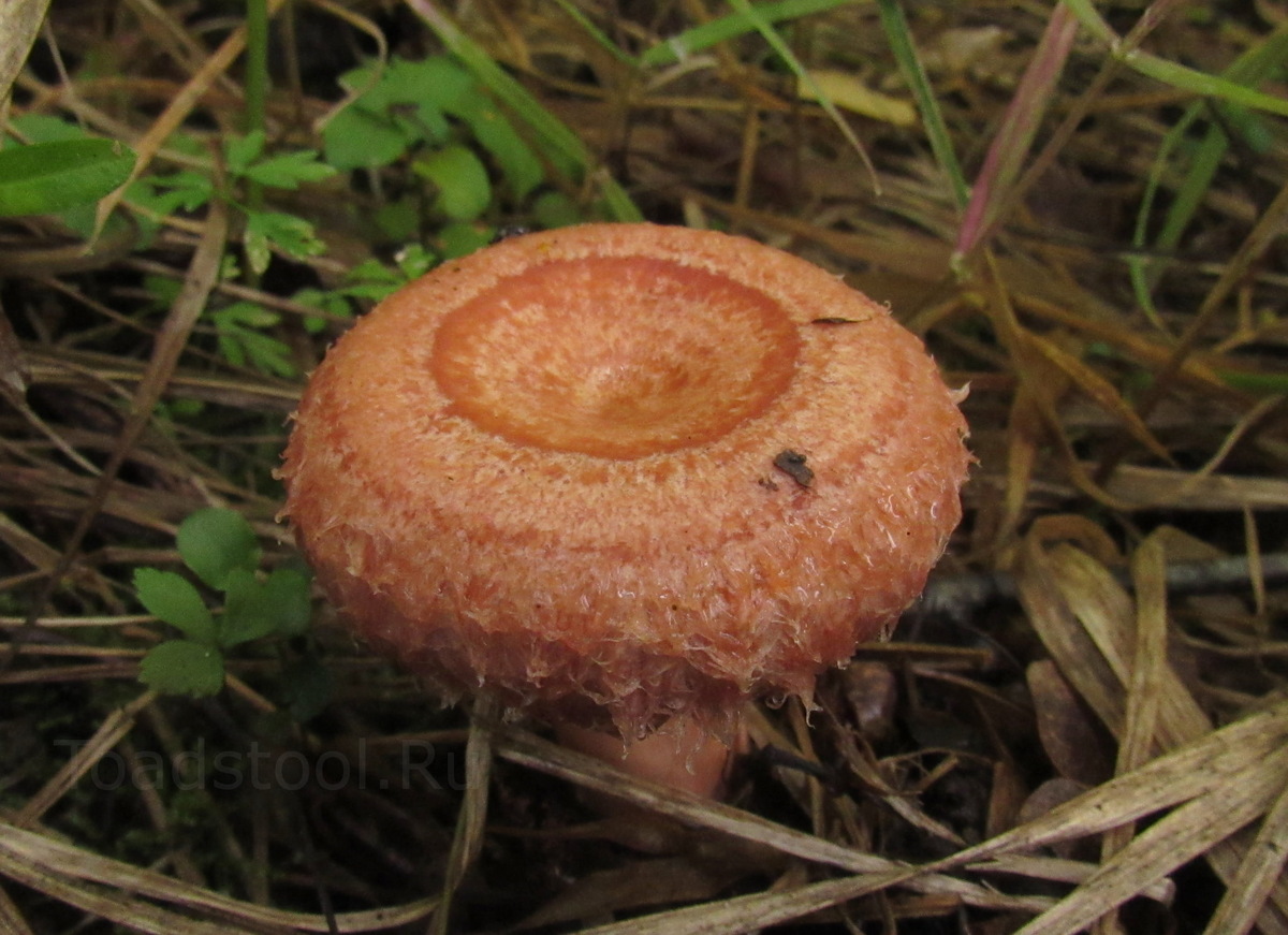 Если это не совершенство, то что тогда - оно? (фото И.Лебединского)