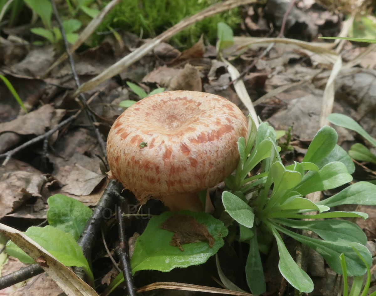 Красивая, а не такая. Не такая, а красивая! (фото И.Лебединского)