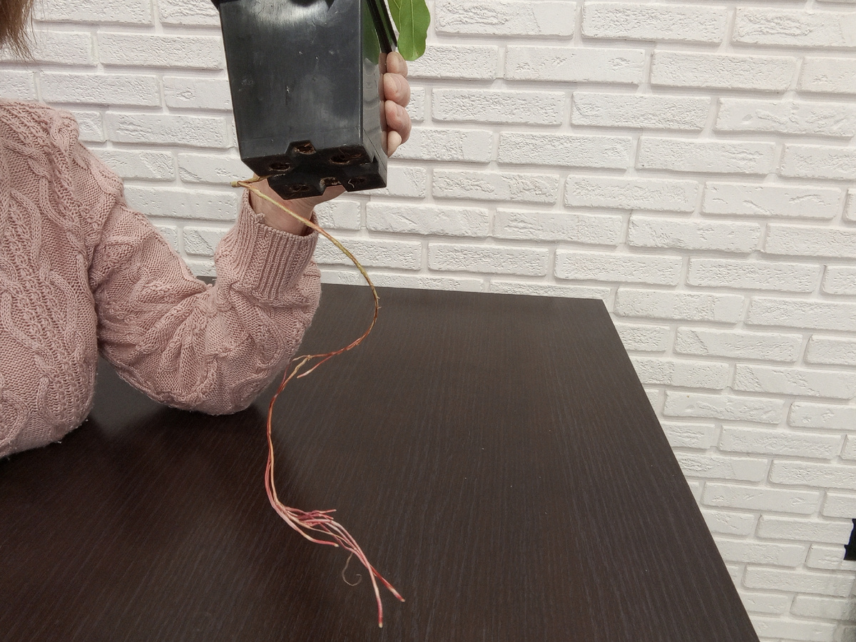 Вот такой большой корень убежал из горшка.