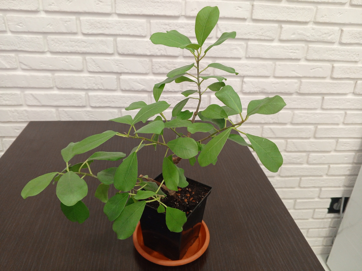 Ну вот, до лета пусть порастёт в прежнем контейнере