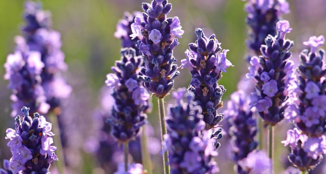Цветущая лаванда сорт Hidcote. Оптимальный выбор для средней полосы России.