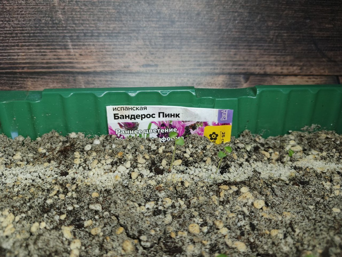 Проросшая без стратификации лаванда сорта Banderos Pink. Без стратификации взошло 3 из 10 семян, и как видно на фото, всходы не дружные. 