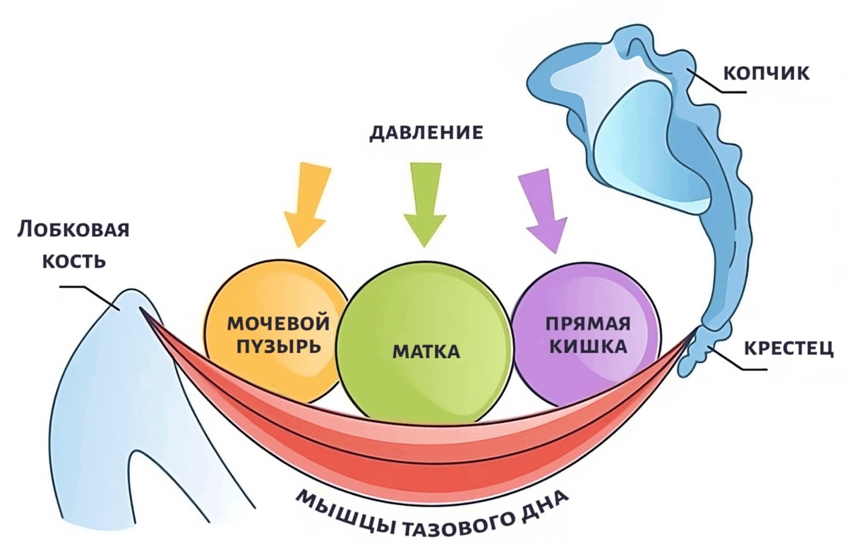 Схема "Тазовое дно"