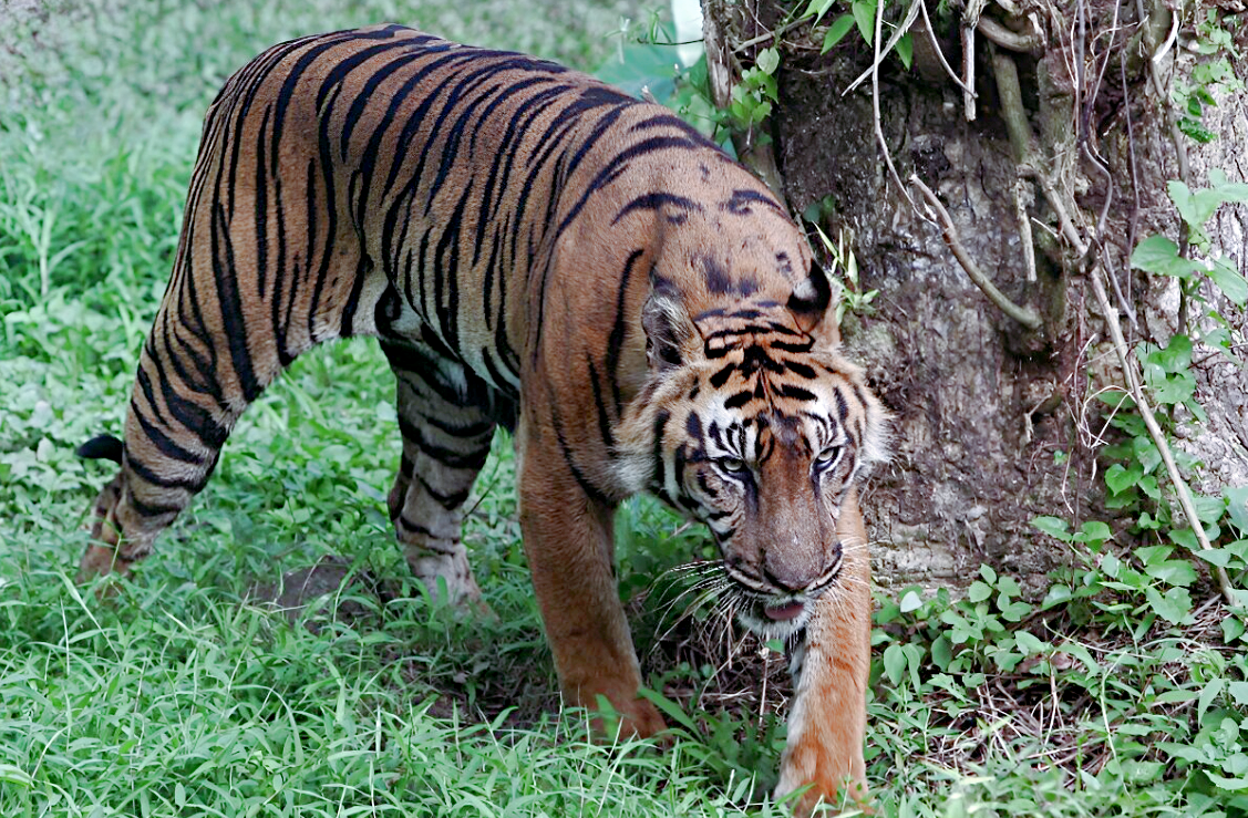 Лат. Panthera tigris sondaica.