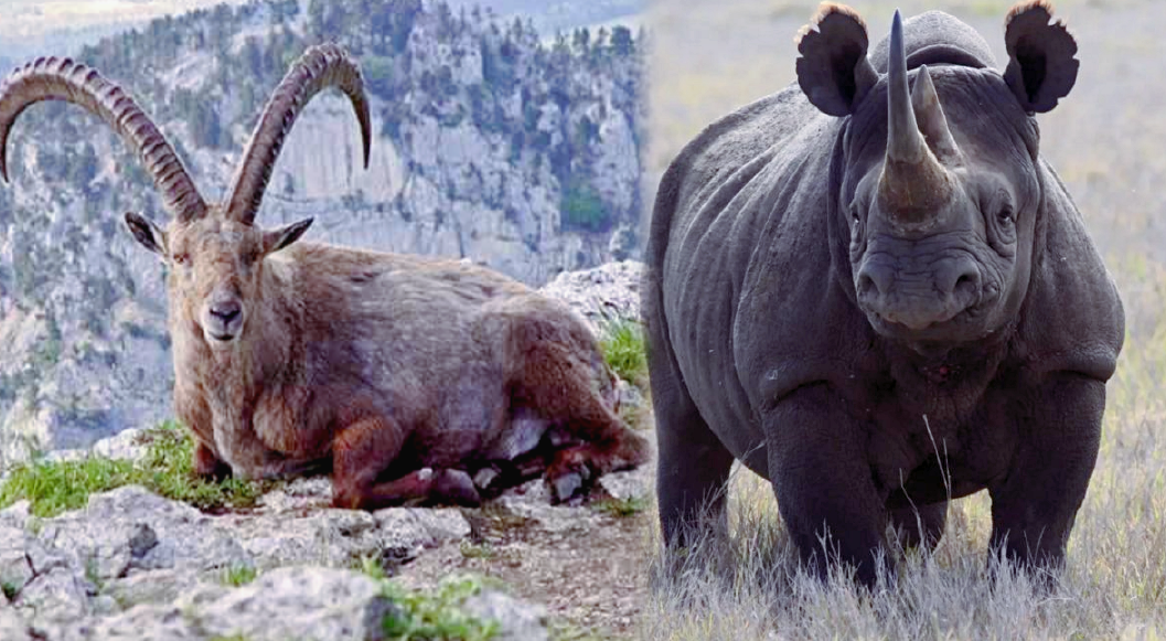 Лат. Capra pyrenaica / Diceros bicornis longipes.