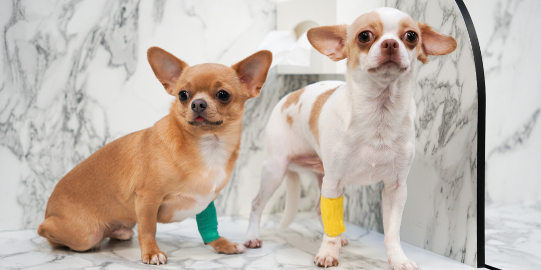 Питомец боится клиники? 6 простых шагов к спокойному визиту к ветеринарному врачу