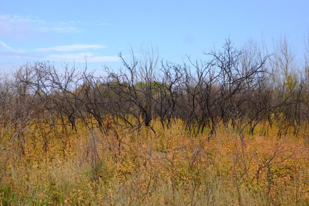    Фото территориального Управления Россельхознадзора Диана Огнева