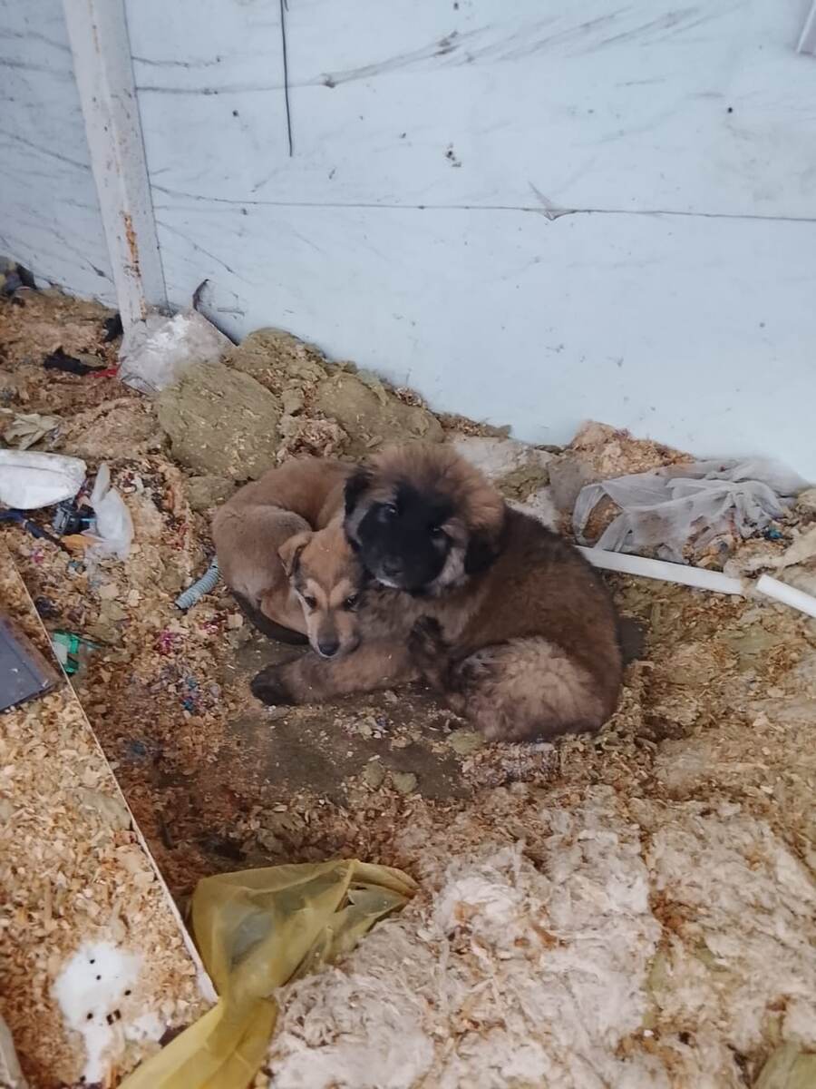 Антошка и Лева в стекловате на пустыре