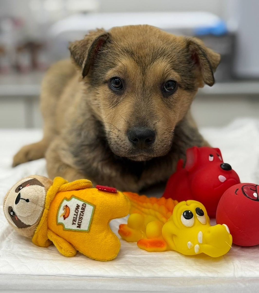 Антошка♥️