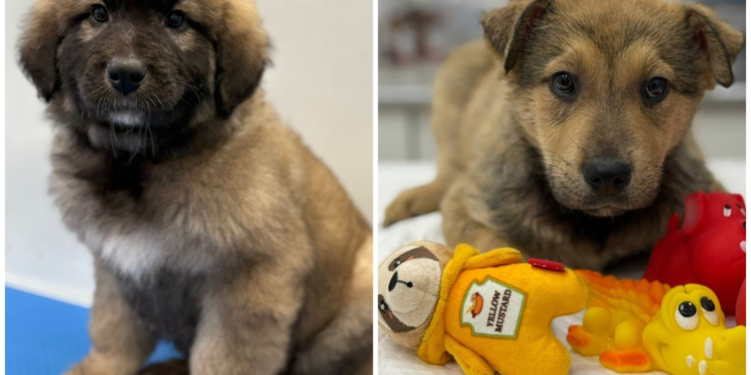 Что сейчас с щеночками, брошенными в стекловате на пустыре, которым отказывали в спасении?