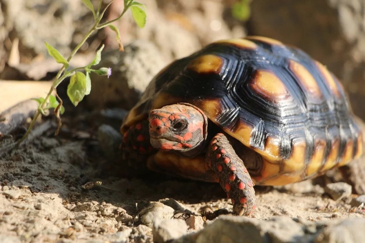    В США умерла черепаха, пережившая 20 президентов