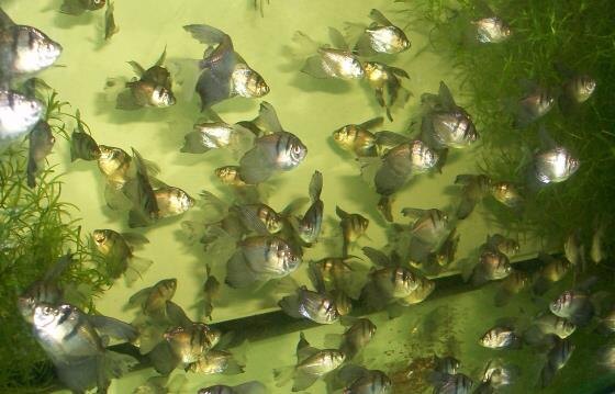 Вуалевая форма классических тернеций