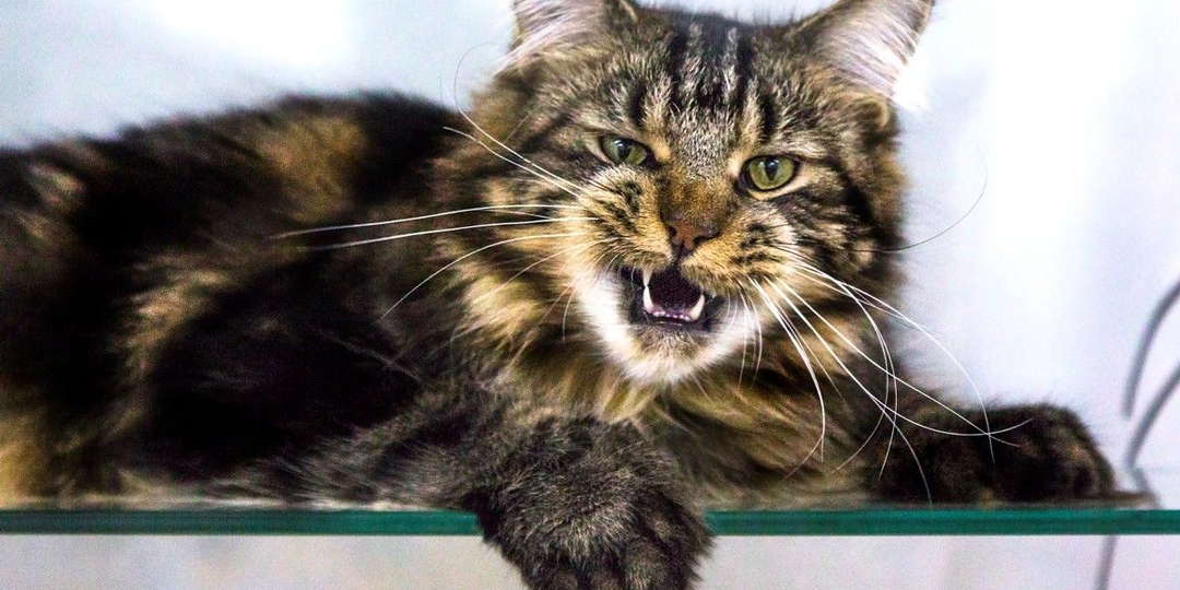 😼Правда ли, что существуют кошки-мышеловы? Что это за породы и чем они отличаются от других кошек