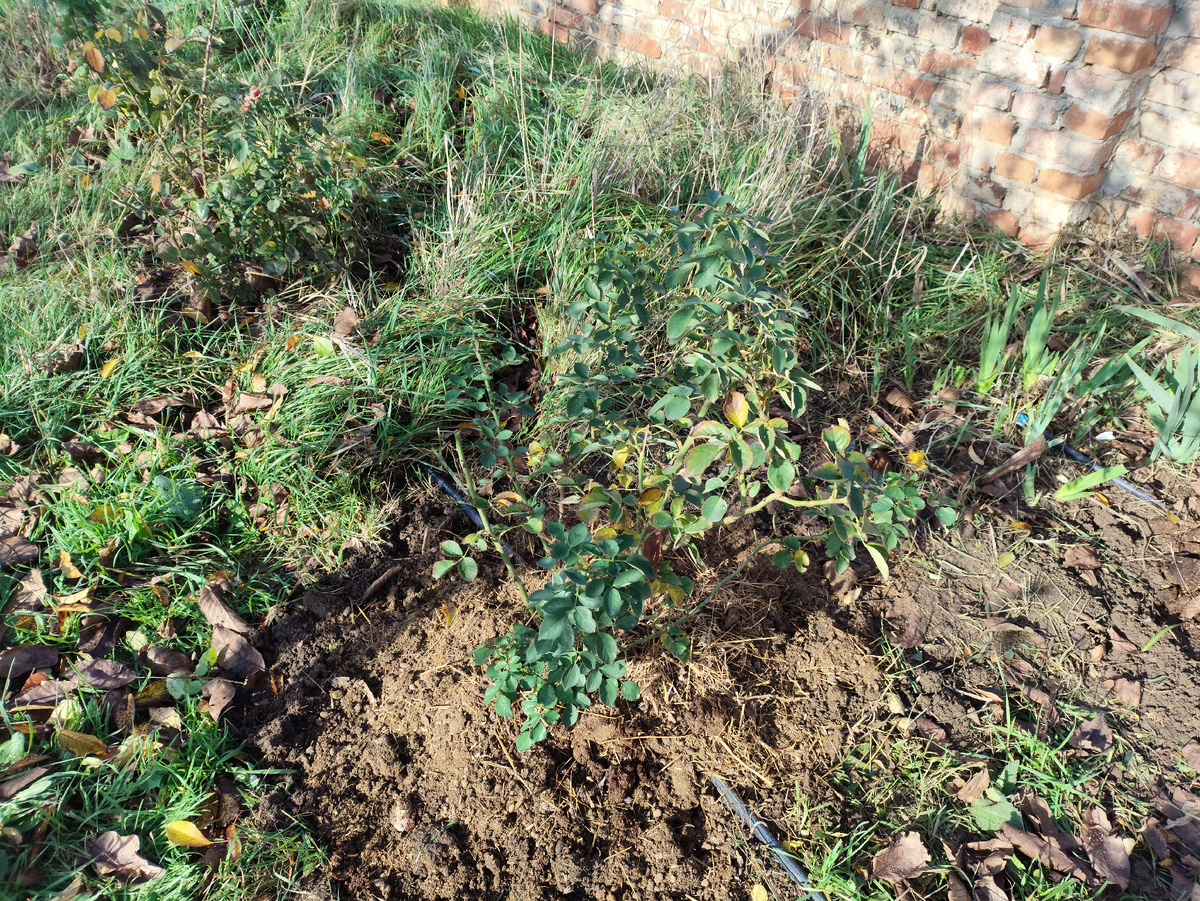 раз у забора