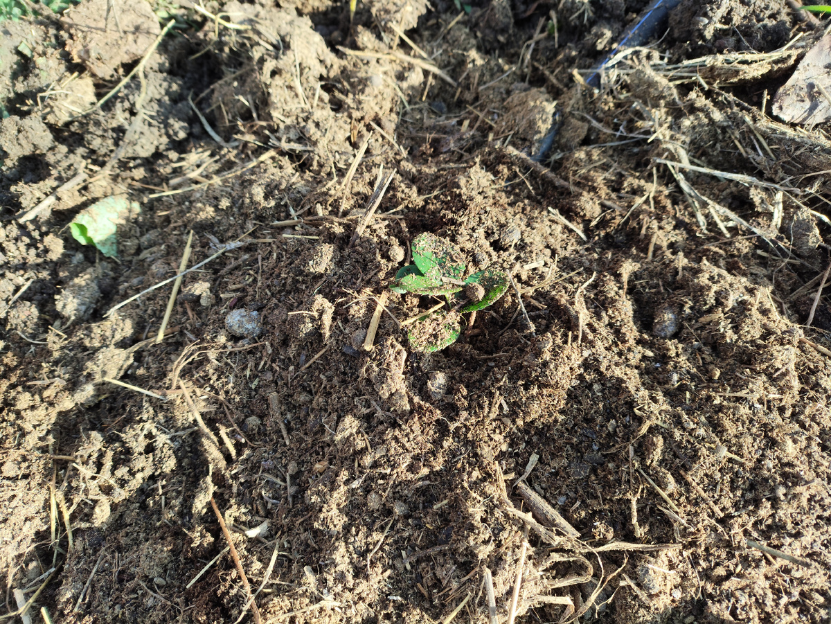 Новая маленькая розочка.