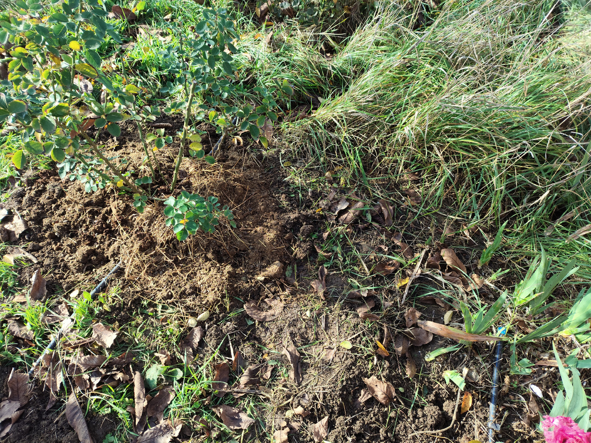 Это уже в основном ряду, но еще до полосы пырея