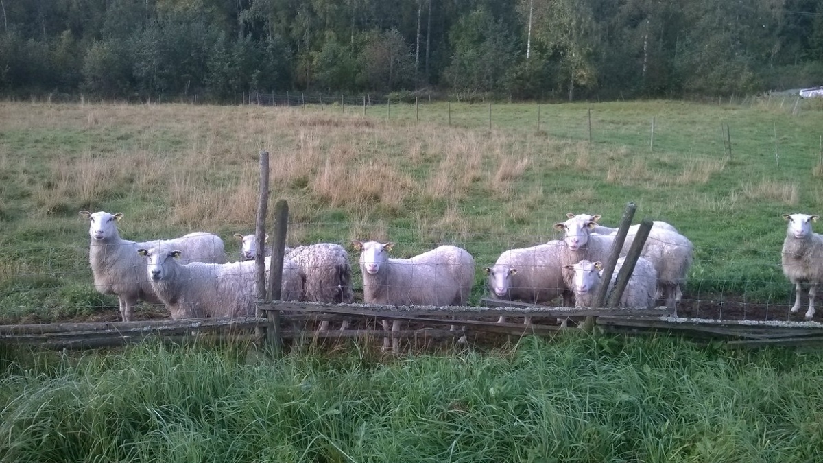 Фото из личного архива. Те самые финские овцы. Дальше можно полистать, еще фото из того путешествия
