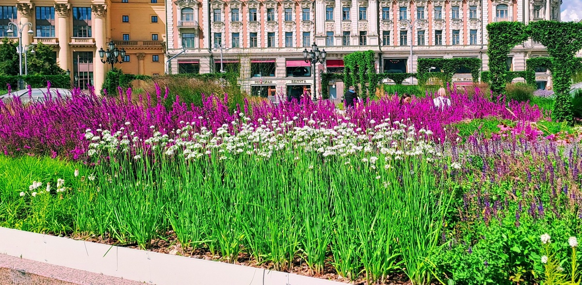 Цветник на Манежной площади