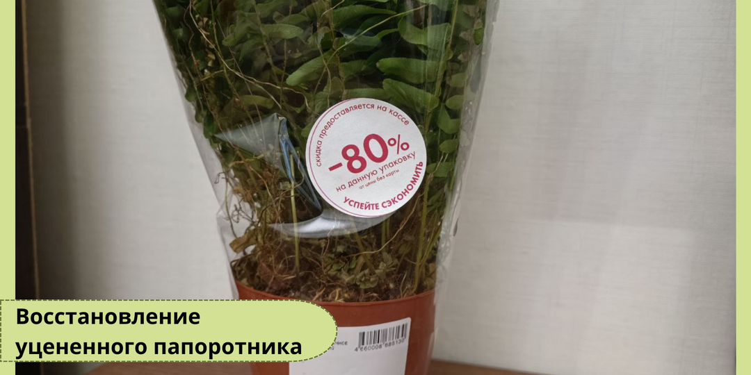 Нефролепис — самый сложный «задохлик». Стоит ли покупать уценённый папоротник и как его спасти: полное руководство