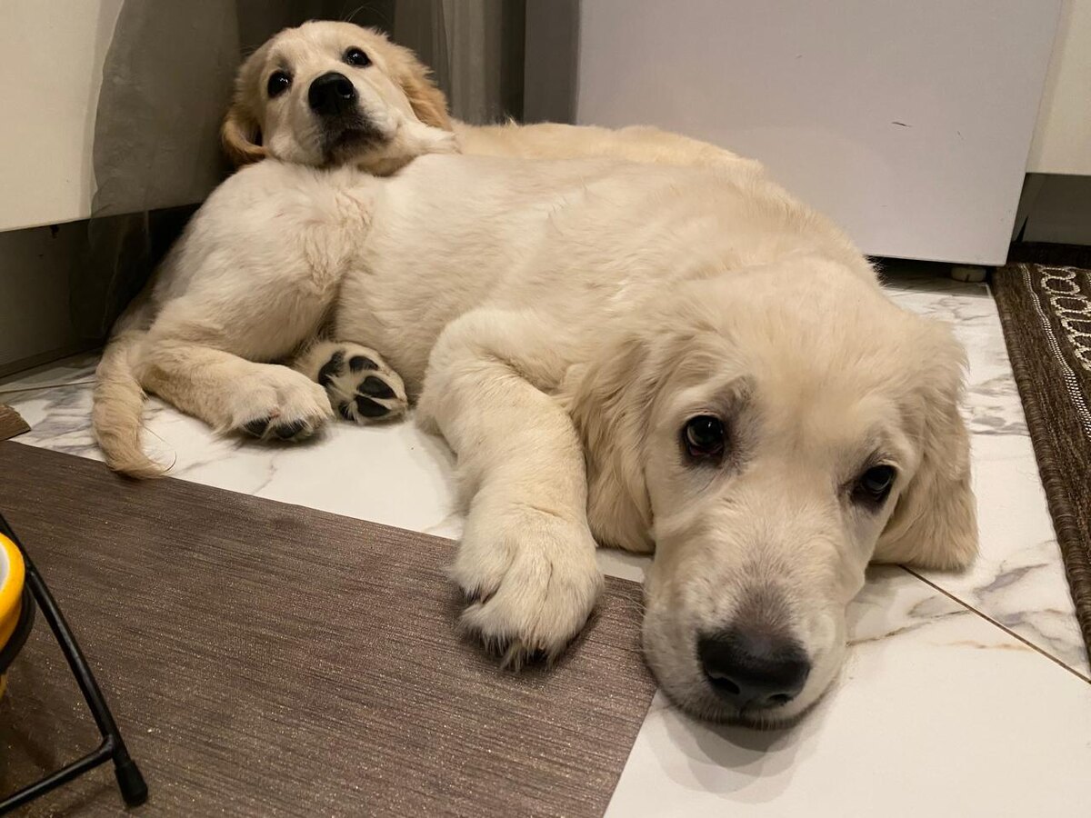 Самая важная статья для каждого владельца золотистого ретривера.