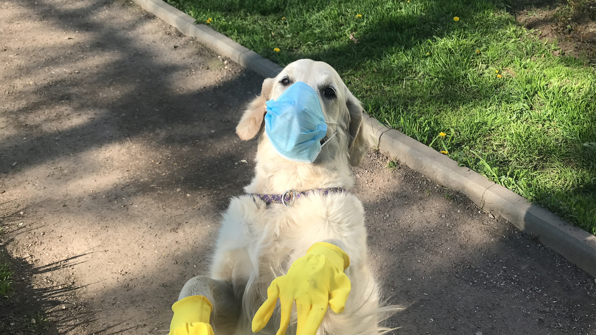 Золотистый ретривер — порода удивительная