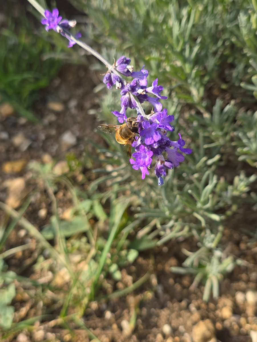 Пчелки работают вовсю