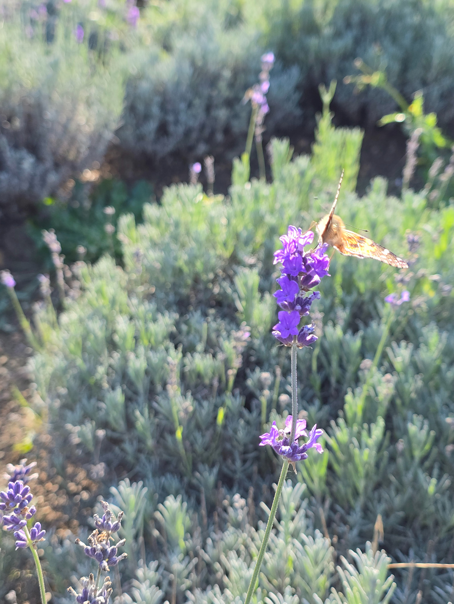 Бабочки не отстают