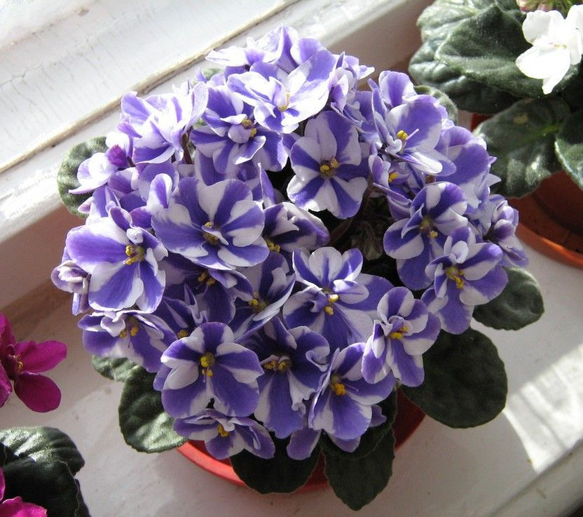 Фиалка сорта African Violet. Источник фото: https://i.pinimg.com