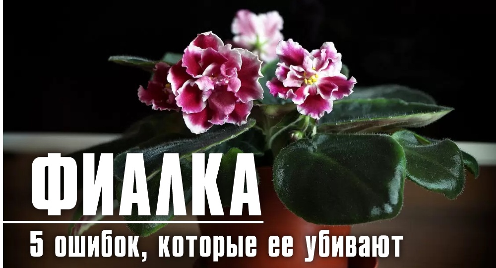 Ошибки, которые убивают фиалку.
