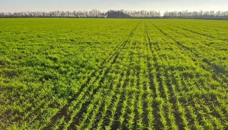    Фото: ФГБУ «РосАгрохимслужба»