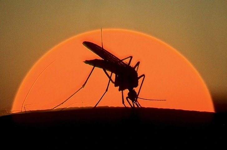 В мире насчитывается более 42 000 видов комаров, из которых в России обитает свыше 7000 представителей.