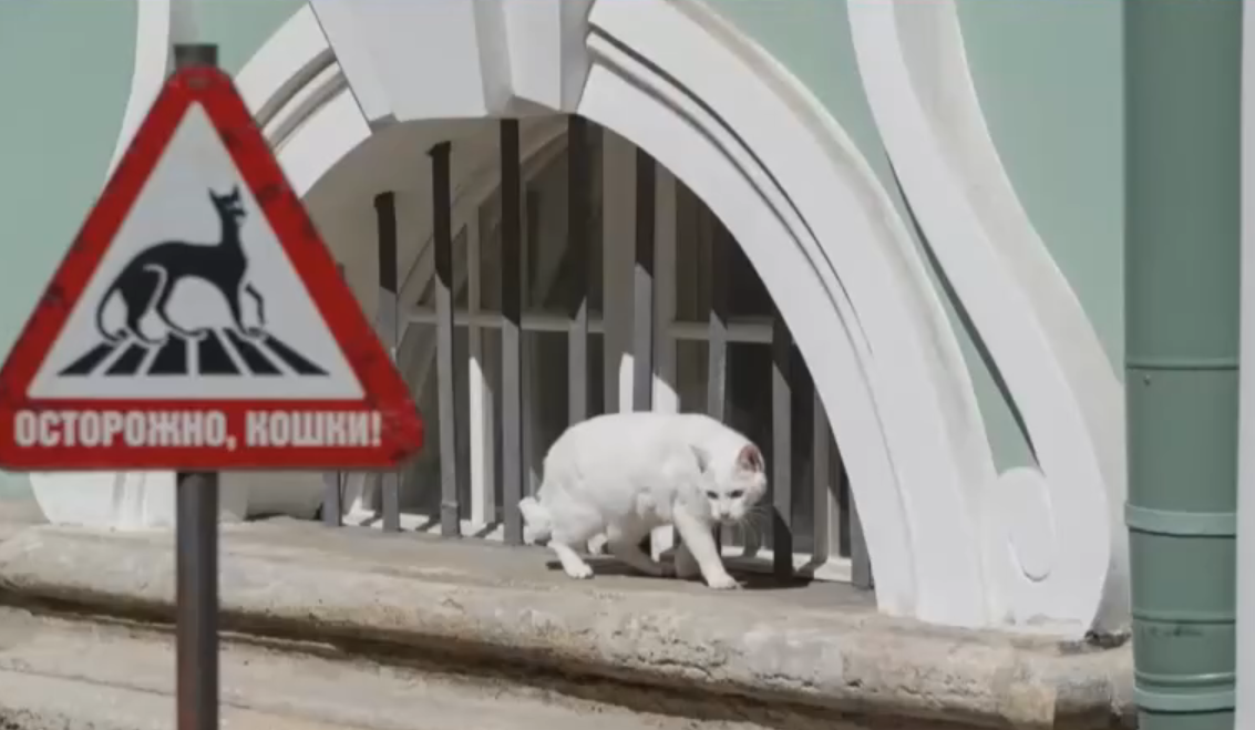 Эрмитажная кошечка. Фото с пресс-конференции