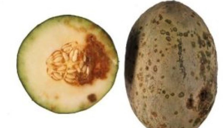    Фото: Россельхознадзор по Курской и Орловской областям