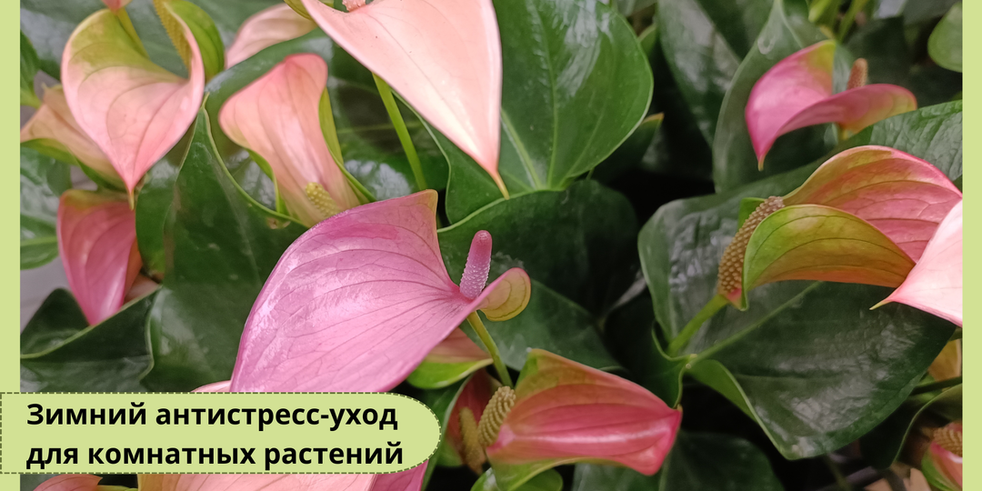 Зимний антистресс-уход для тропических растений: подробная инструкция, чтобы пережить зиму без потерь