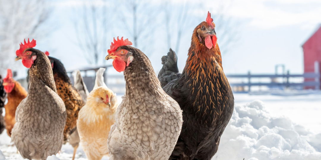 10 советов по содержанию кур зимой