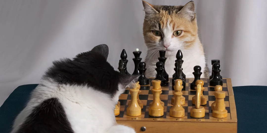 😻Какой IQ у кошек и есть ли у них интеллект?