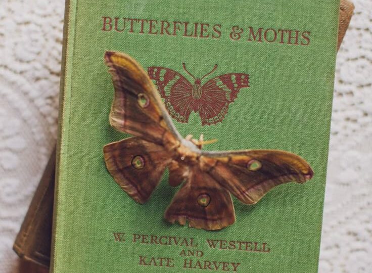 Живая библиотека: бабочки на обложках книг
