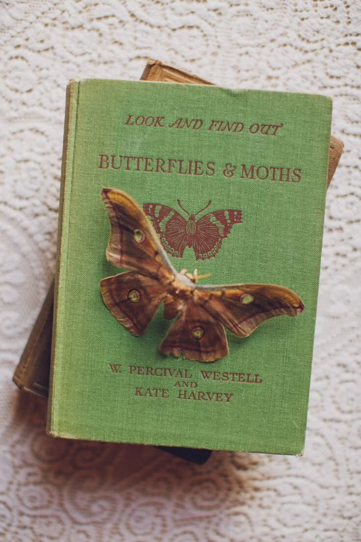 В прямом смысле «бабочка на обложке». Экземпляр на фото, скорее всего, Antheraea paphia. Фото из открытых источников