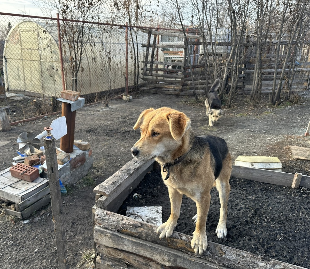 Шарпи и Муха.