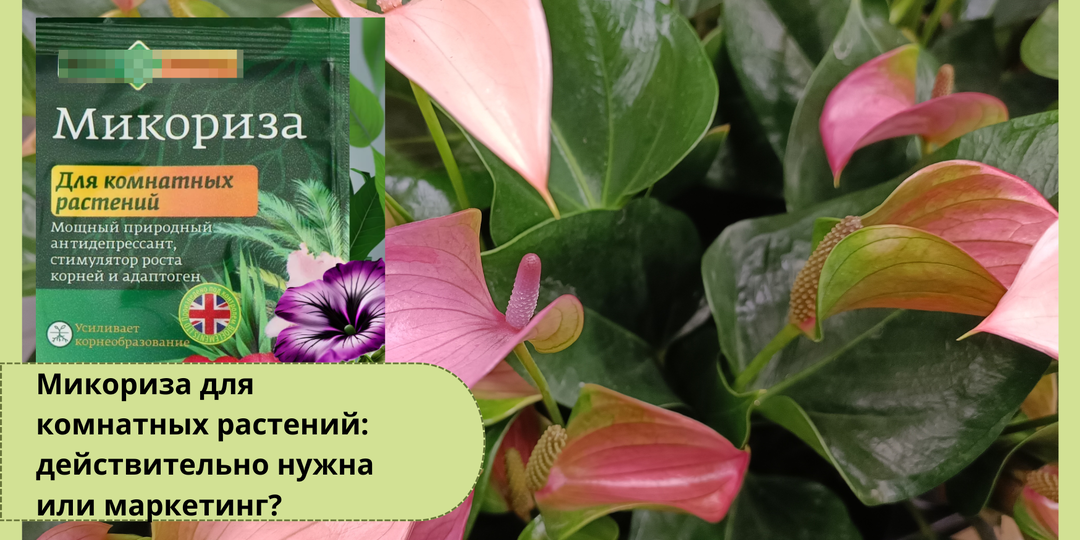 Микориза для комнатных растений: действительно нужна или маркетинг