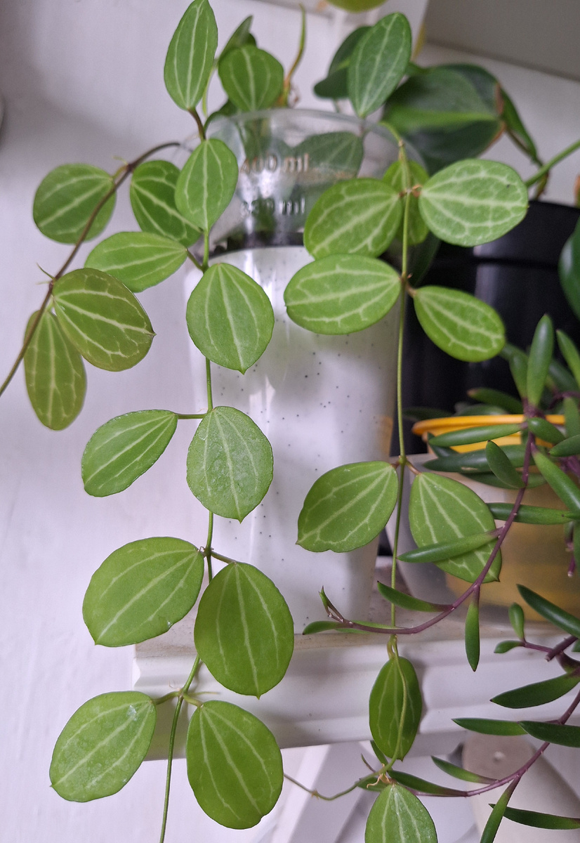 Дисхидия овата.