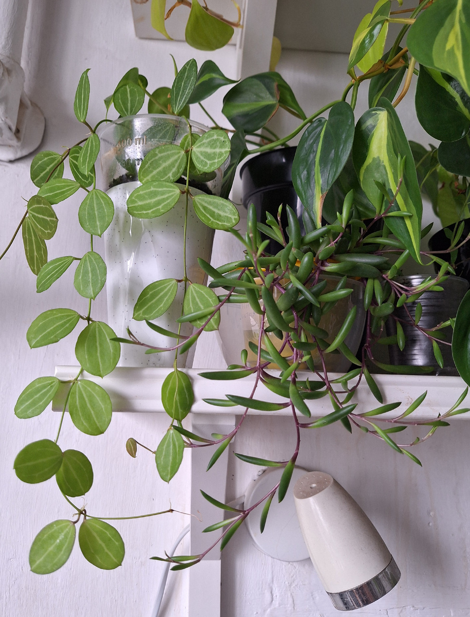 Дисхидия овата и оттона мясистая.