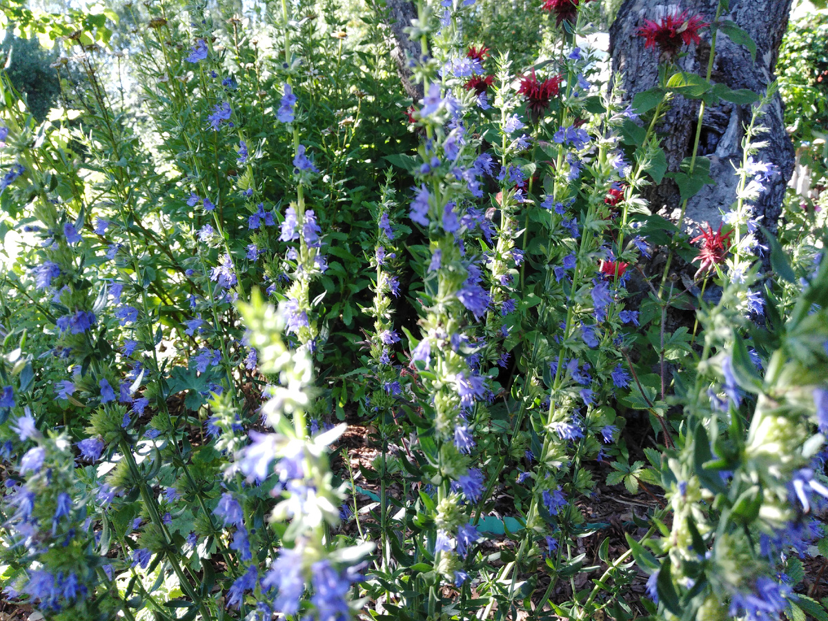 Синецветный сорт иссопа 'Breeze'