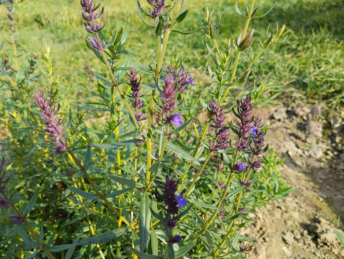 Синецветный сорт "Отрадный" зацвёл в первое лето 