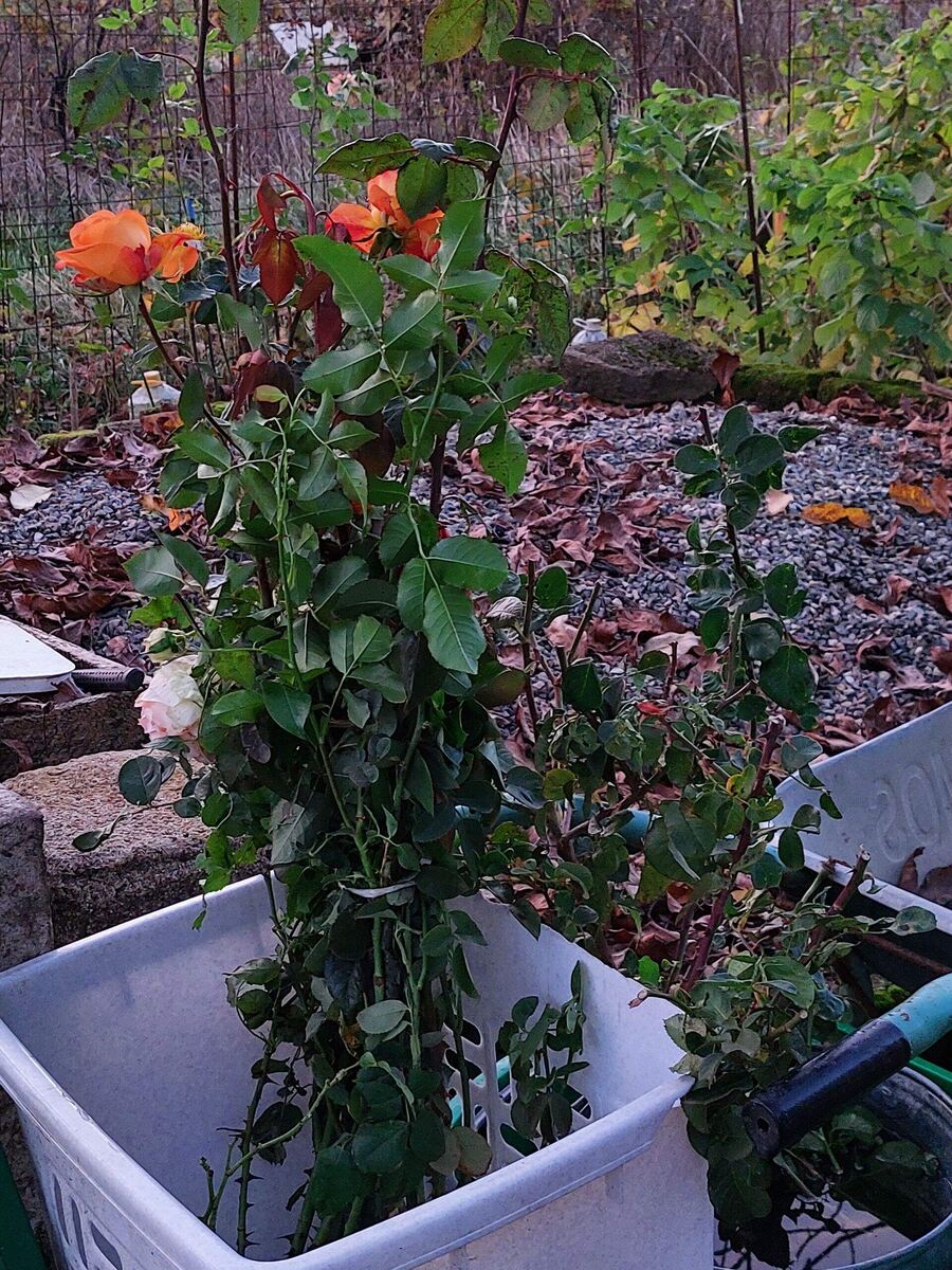 розы с рынка 