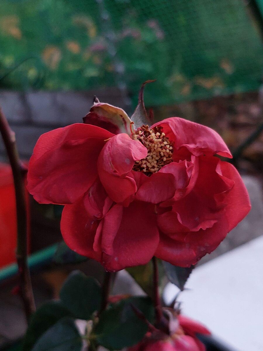 это то что я принесла с рынка , покупаю всегда с цветами ,Терракота